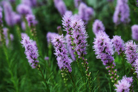 Liatris is a genus of ornamental plants in the Asteraceae familyの写真素材