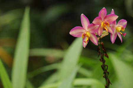 Beautiful little orchid with soft backgroundの写真素材