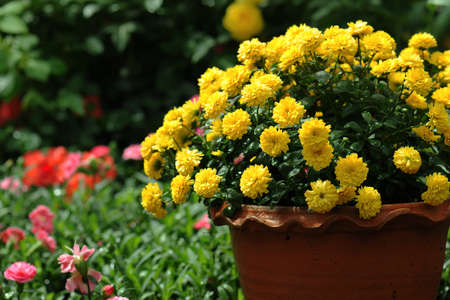 yellow chrysanthemum flowers in potの写真素材
