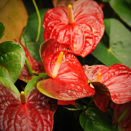 Anthurium or flamingo flower bloom in garden