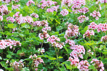 pelargonium (geranium) flower, blooming in a garden