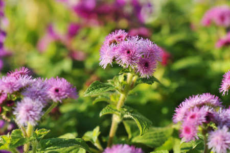 winter flowers bloom in parkの写真素材