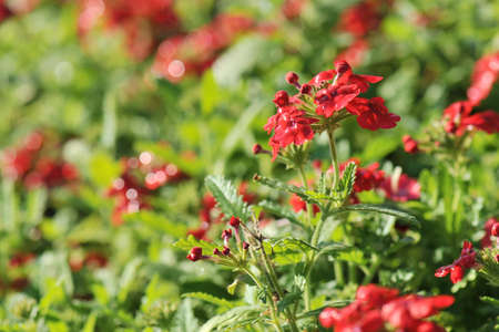red flowers with dew dropsの写真素材