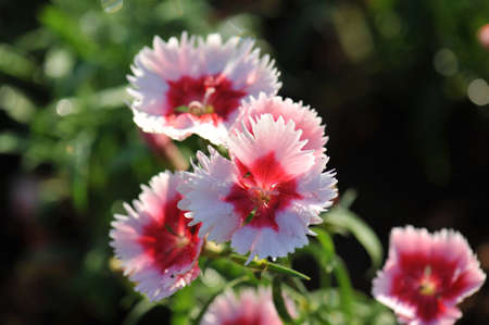 Pink flowers of Dianthus barbatus - Sweet Williamの写真素材