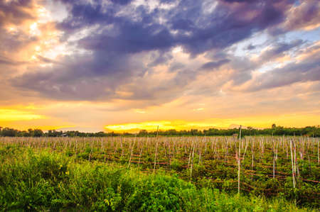 Vegetable fields with sky at sunsetの写真素材