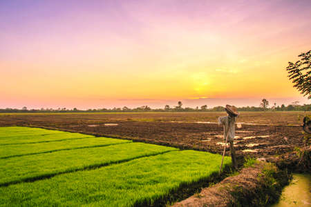 scarecrow in rice field on sunset backgroundの写真素材