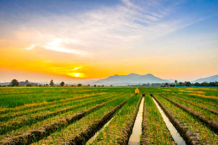 Onion farm in countryside at sunsetの写真素材