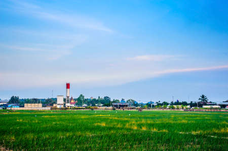 Onion farm in countryside at eveningの写真素材