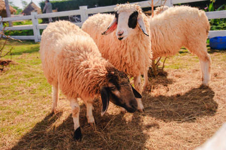 Sheep in nature on meadowの写真素材