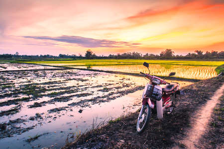 Acreage for rice farming in sunsetの写真素材