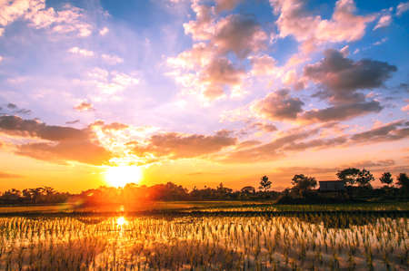 Rice fields and sunset background in Thailandの写真素材