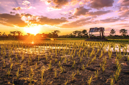 Rice fields and sunset background in Thailandの写真素材