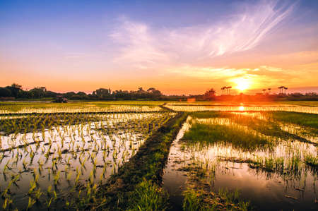 Rice fields and sunset background in Thailandの写真素材