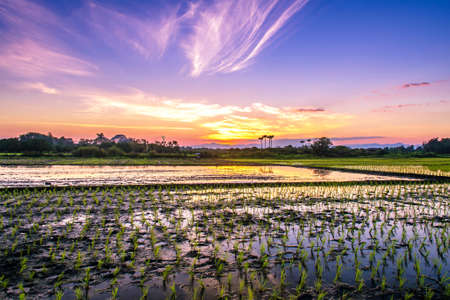 Rice fields and sunset background in Thailandの写真素材