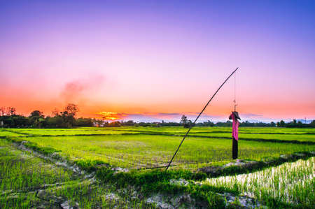 scarecrow in rice field on sunset backgroundの写真素材
