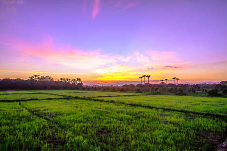 Rice fields and sunset background in Thailandの写真素材