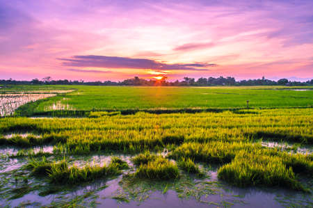 Rice fields and sunset background in Thailandの写真素材