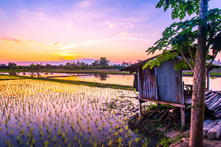 Rice fields and sunset background in Thailandの写真素材