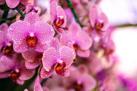 Pink orchid flower blossom in a garden