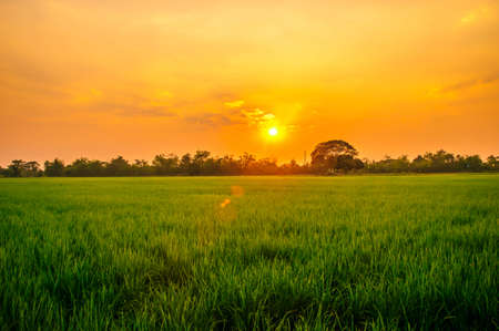 green rice field at Chiangmai Thailand
