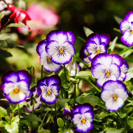 pansy (viola tricolor) flower