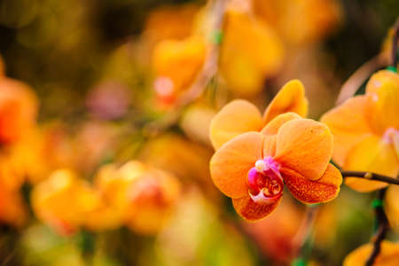 Yellow phalaenopsis orchid flowerの写真素材