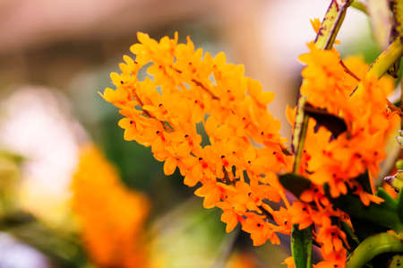 ascocentrum miniatum orchid In the summerの写真素材
