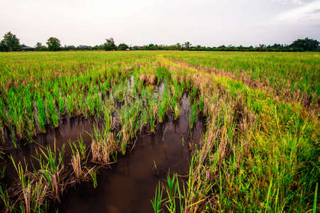 The farmyard is wide in the countrysideの写真素材