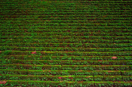 Lichen is attached to the brick wallの写真素材