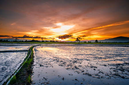 landscape of the area prepared for growing riceの写真素材