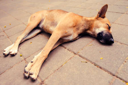 Brown dog sleepの写真素材