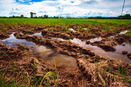 Landscape of farmer's farm in Thailandの写真素材