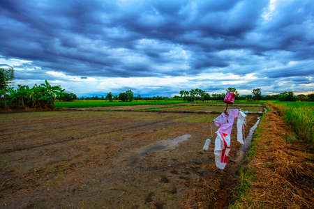 Landscape of field and scarecrowの写真素材
