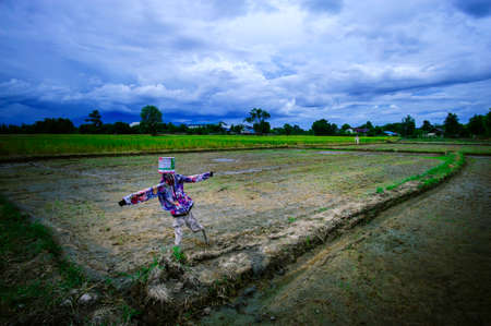 Landscape of field and scarecrowの写真素材
