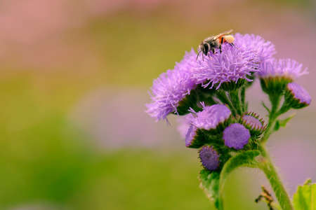 beautiful bee collecting nectar from flowerの写真素材