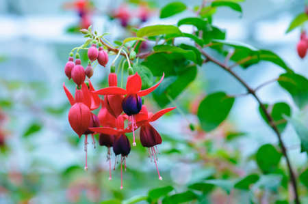 beautiful fuchsia flower hanging in natureの写真素材