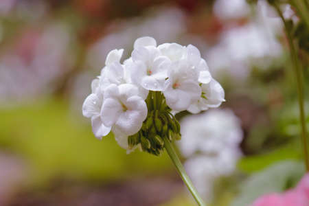 beautiful white geranium flower blooming in gardenの写真素材