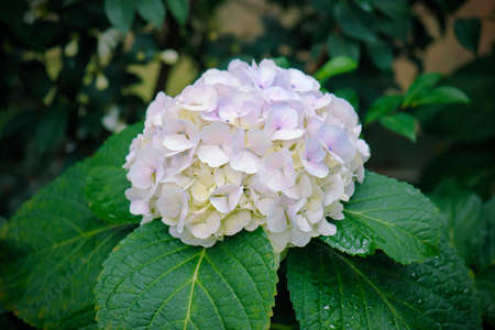 white hydrangea flower