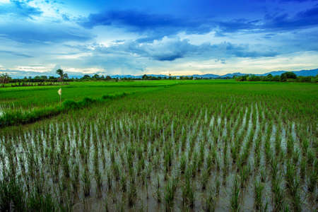 landscape of rice fields with sunset sky in Thailandの写真素材