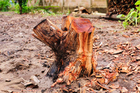 stump of treeの写真素材