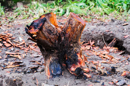 stump of tree