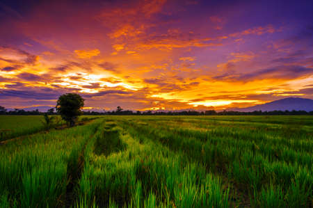 landscape rice field at twilight sky