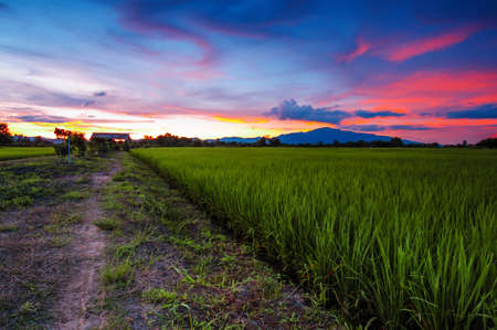Landscape of Green Field and Beautiful Sunsetの写真素材