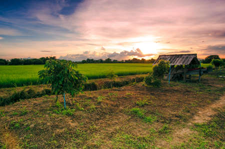 Landscape of Green Field and Beautiful Sunsetの写真素材
