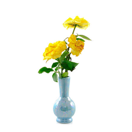 Withered rose in vase isolated on white background with Clipping Pathの写真素材