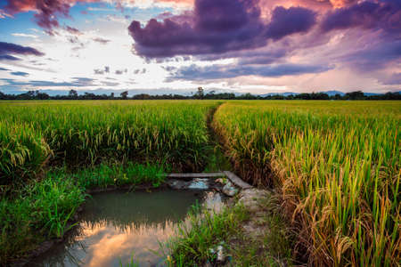 Paddy with the twilight skyの写真素材