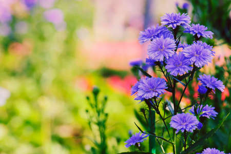 Violet flowers in winterの写真素材