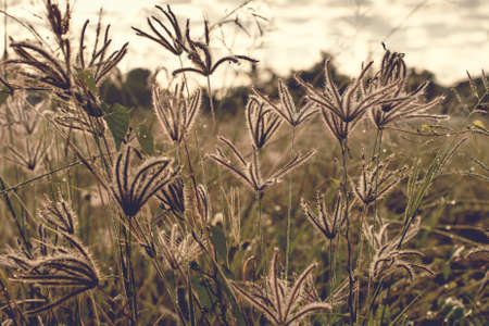 Grassy flowers with dew in the morningの写真素材
