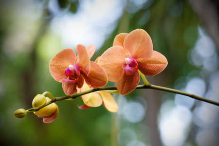 Orange orchid in natureの写真素材