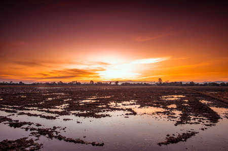 landscape agriculture farm field at sunsetの写真素材